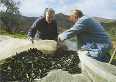 La raccolta delle olive a Montegiovi
